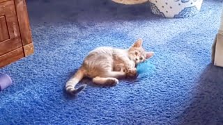 Kitten Playing with Toy Bird [upl. by Halden]