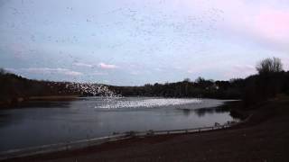 Snow Goose Murmuration in Malone NY [upl. by Arvy907]