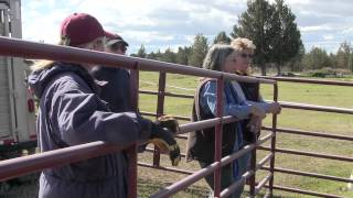 A look at a rare herd of prehistoric horses called tarpans [upl. by Cassey59]