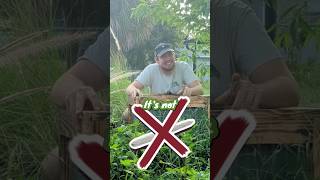 Great understory plant for your Florida food forest [upl. by Marcin59]