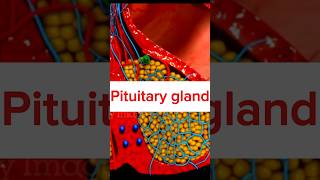 Pituitary gland short shorts ytshorts viralvideo pituitarygland short video 3d animation [upl. by Janela]