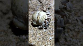 Hermit crabs hermit tiktok [upl. by Bondon487]