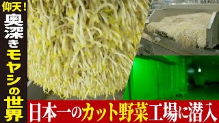 【カット野菜工場】カット野菜日本一の工場に潜入【工場へ行こうⅢ】 [upl. by Nylahsoj]