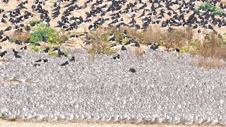 Wader Spectacular  RSPB Snettisham Norfolk United Kingdom [upl. by Gordon]