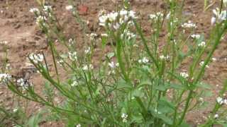 Hairy Bittercress Cardamine hirsuta  20130519 [upl. by Enniroc519]