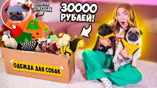 Угги и Шапки Для Мопсов🤣 ЗАКУПИЛАСЬ ОДЕЖДОЙ для СОБАК на 30000 руб Распаковка и примерка [upl. by Rena]