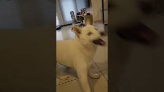 White Shiba inu playing Adidas hat dog cute moment dog diary 白柴犬狗狗最喜歡的玩具往往是人的東西 跟小孩子一樣 狗狗可愛 [upl. by Yeliak]