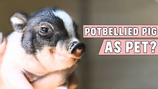 Potbellied Pig as a Pet [upl. by Llibyc]