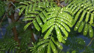 An Overview of Flavonoids and Antioxidant Potential of Prosopis cineraria [upl. by Kirtley]