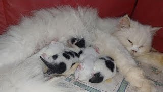 Mother Cat Feeding Milk To 2 Days Old 5 Hungry Newborn Persian Kittens [upl. by Chaing]