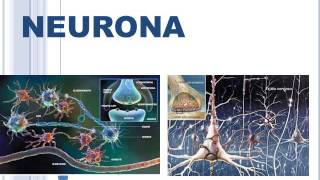 DR DAUTT POTENCIAL DE ACCION NEURONA Y SINAPSIS [upl. by Mutua]