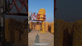 Use A Modified Forklift To Load And Stack Corns Into Metal Mesh Fench [upl. by Jeffers507]