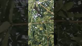 Tree shorts viralvideo [upl. by Ydoow]