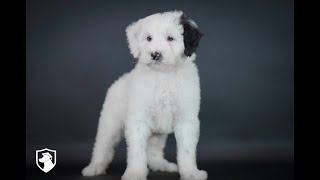 For Adoption quotGriffinquot Stunning MiniSheepadoodle Mr Red from Perpetua amp Vlad [upl. by Wilmer]