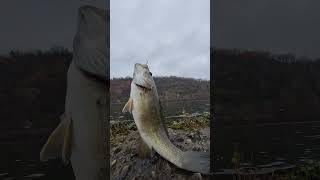 still rippin em smallmouthbass fishing uglystik bassfishing gamakatsu [upl. by Fax]