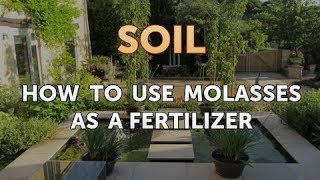 How to Use Molasses As a Fertilizer [upl. by Nereen]