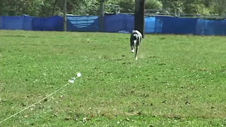 What is Lure Coursing  United Kennel Club UKC [upl. by Noedig]