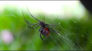 Redback Spider attacks Cicada [upl. by Ashwin]