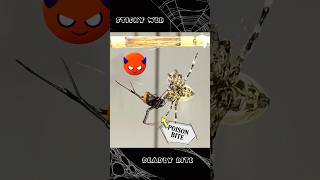 quotRedback Spider Outsmarts Japan G in Epic Web Trap Battlequotspiderfighting gagambafight [upl. by Barbaraanne]