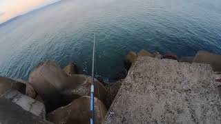 Tailor fishing at Wollongong Harbour [upl. by Seel]