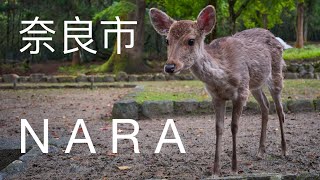 One Day in Nara Japanese city of deers [upl. by Averill673]