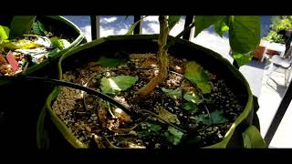 Massive Pepper Yields on Balcony Organic Water Only Soil Automated Blumat Watering System [upl. by Wojak492]