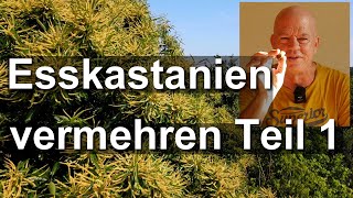 Bienenbaum Esskastanie vermehren Teil 1  Maronen aussäen  Castanea sativa [upl. by Miguel]