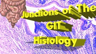 Junctions of the GIT Histology [upl. by Yellac496]