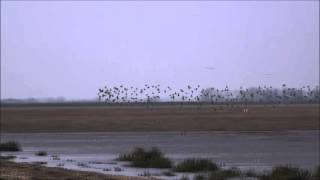 Snettisham Wader Spectacular [upl. by Ynnohj796]