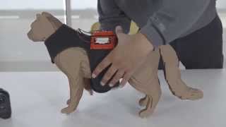 Remote Control Cat Harness [upl. by Squires]