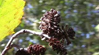 Alnus incana Betulaceae grey alder speckled alder [upl. by Sivehc675]