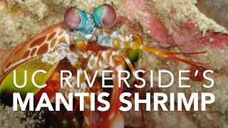 UC Riversides Mantis Shrimp [upl. by Bobina]