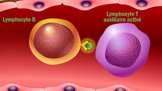 Vaccins et réponse immunitaire  Quel est le mode d’action des vaccins en français [upl. by Kaylil]