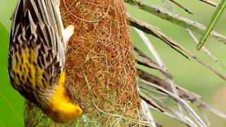 Weaver Bird Making His Nest  PART 9 [upl. by Kral881]