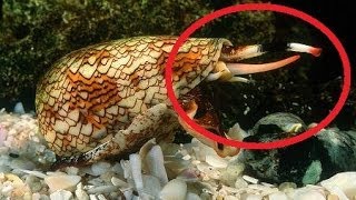 Cone Snails Venom 5 Times More Powerful Than Morphine [upl. by Ocsecnarf]