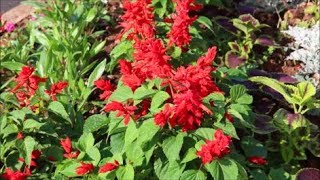 How to Grow Salvias from Seed [upl. by Pejsach]