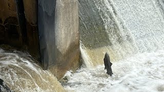 Salmon Heading Upstream nature fishing salmonrun livestream [upl. by Forbes]