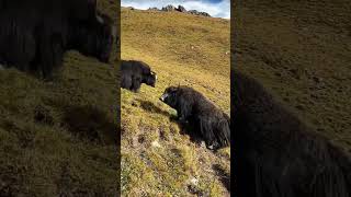 The wild yaks on the plateau are going wild full of wildness Plateau Yak Magical zookeeper [upl. by Rehpotirhc]