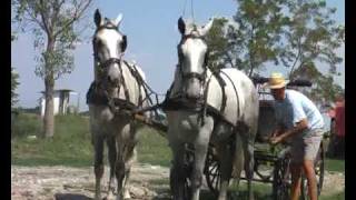 horse driving hungary  Lipicai fogat Hajtó Kovács Bence [upl. by Latsirhc789]