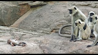 Langur Monkeys Grieve Over Robot Monkey [upl. by Pauli]