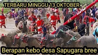 TERBARU MINGGU 13 OKTOBER BERAPAN KEBO DESA SAPUGARA BREE LARI BINTANG KELAS DEWASA [upl. by Onimixam900]