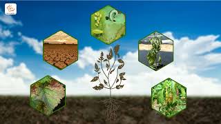 Regenerate the Soil fertility with Sri Bio Kriya amp Halocheck English [upl. by Ahsoet]