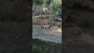 Coyote playing with mouse in Minnetonka MN [upl. by Emsmus]