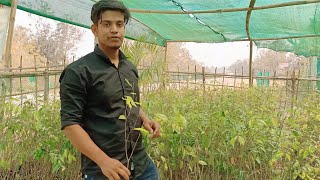 Agarwood Farming full details in Hindi  Call 9678757461  Agarwood tree planting instructions [upl. by Eiznyl]