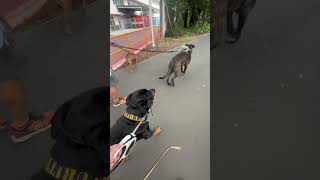 Rottweiler Mastiff x Staffy x dogs shorts walking puppy [upl. by Ezar]