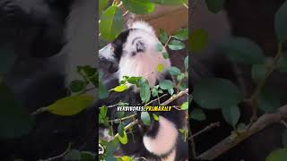 Verreauxs Sifaka The Dancing Lemurs of Madagascar🌿 lemur naturelovers shorts animals [upl. by Sunil]