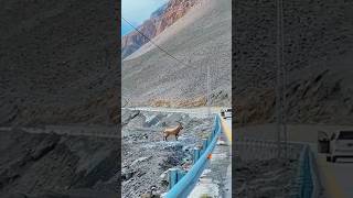 Markhor climbing mountain 😲 shorts markhor viral [upl. by Cleo]