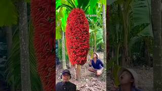 LOMBOK PISANG banana chili garden plants food funny streetfood gardening storywa [upl. by Joe638]