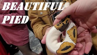 Scaled Up Reptile Expo Madison Wisconsin [upl. by Davy968]