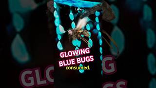 Whats the Real Reason Behind these Glowing Blue Bugs [upl. by Goodman3]